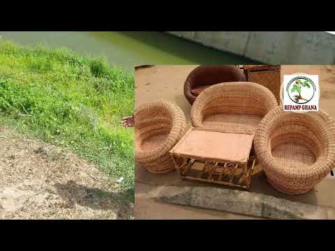 Video: Raffia Palm Ehk Raffia