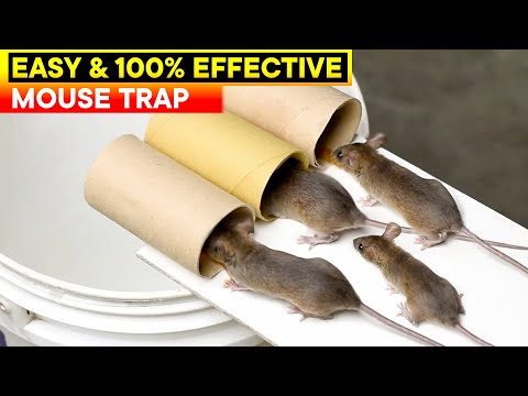Best and Easy Mouse Trap Bucket | Rat Trap Homemade | DIY Mouse Trap