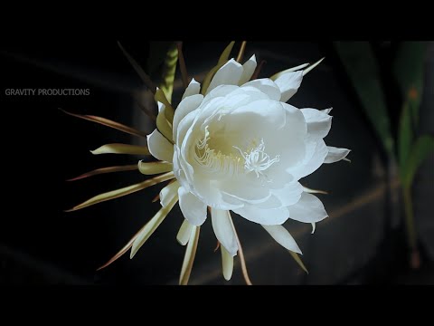 Nishagandhi Flower Blooming Time LapseQueen Of The Night