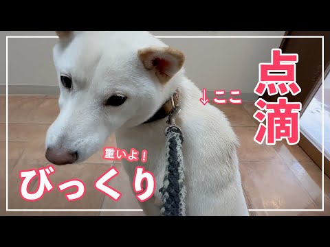 【前編】 柴犬の衝撃的変化!点滴後の背中にビックリ!