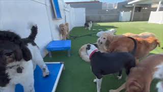 Sniffs & Kisses! by Bark City 469 views 3 months ago 1 minute