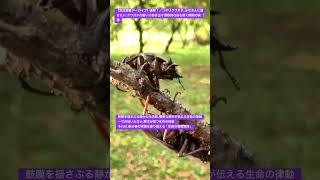【昆虫衝撃アーカイブ】衝撃!ノコギリクワガタ。みなさんに届けたい、クワガタの番いが紡ぎ出す情熱的な命を繋ぐ瞬間の映像 #ノコギリクワガタ #クワガタ #昆虫図鑑 #昆虫観察 #insects
