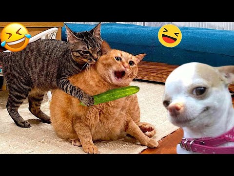 Видео: Кошки более ласковые, чем вы думаете 😹 1 час СМЕШНЫХ питомцев 🤣