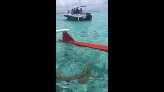 Feeding the Sharks, Moorea, So. Pacific