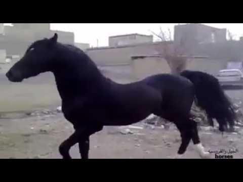 arabian-horse-black-stallion