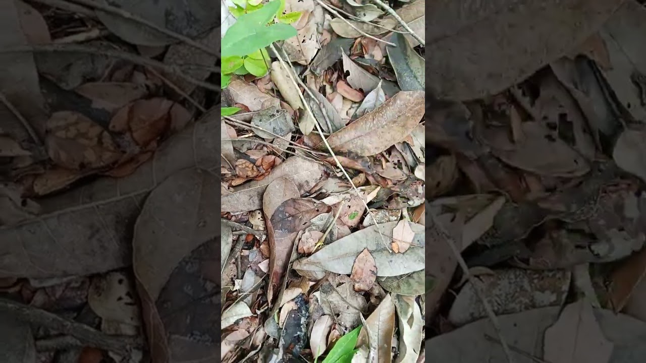 Caçada de nambu pé vermelho rendeu 4 abate 👍