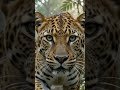 Realistic Leopard in Rainforest 🐆 | AI Wildlife