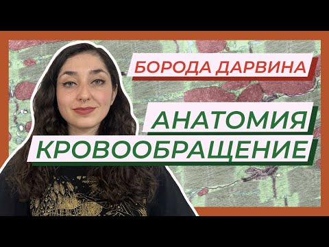 Анатомия — Круги кровообращения