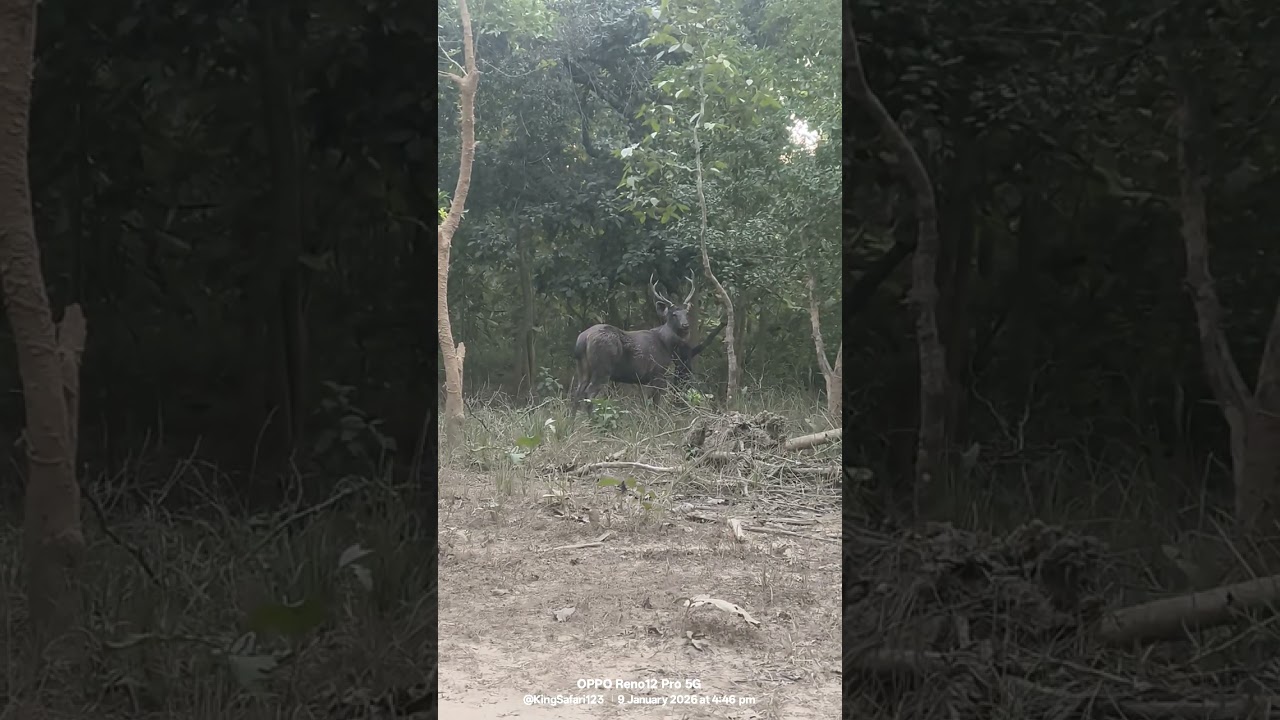 Jim Corbett National Park jungle safari nature wildlife sambar deer Asia ka sabse bada dear tiger 🐅