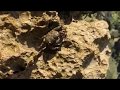 Sea Crab Morska Kraba Sea Crab Morska Kraba