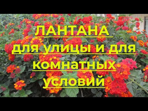 Лантана, описание, как вырастить в комнате. Живые изгороди из лантаны в Израиле