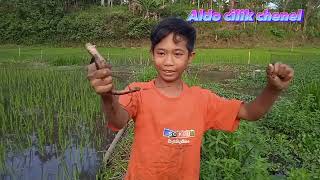 mancing belut rowo klampok park2