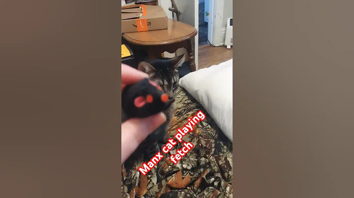 Watch the video about Cute Manx cat playing fetch.