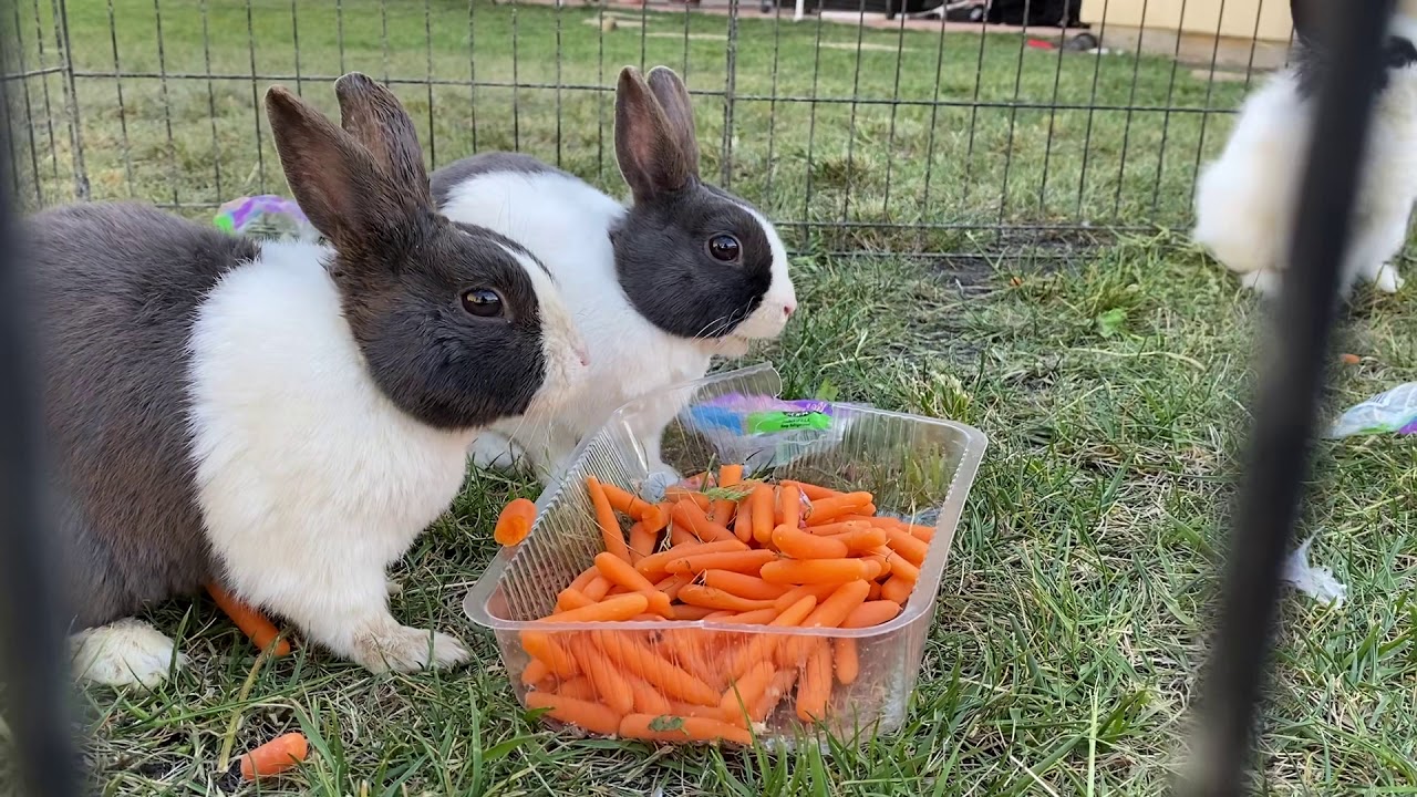 кролик с тыквой. тыквенный кролик. можно кролям кабачок. можно кролика тыкву. тыкву едят кролики.