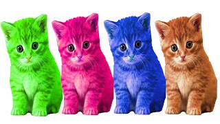 learn colors tiny rainbow kittens w surprise soccer fun