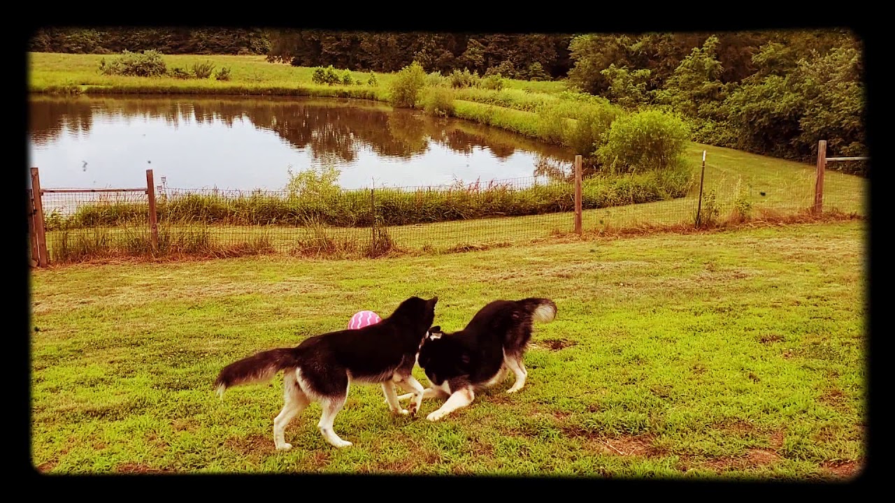 camera iphone 8 plus apk My Wild Huskies.. At it Again! #Huskies