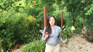 How To Plant & Care for Lingonberry - The Cold Hardy Superfood // from Campbell's Freedom Farm