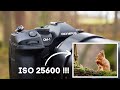 OM System OM-1 | ISO & AF Animal Tracking for Wildlife Photography