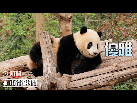 《熊貓早晚安》今日份治癒：“公主熊”的躺平哲學 | iPanda熊貓頻道