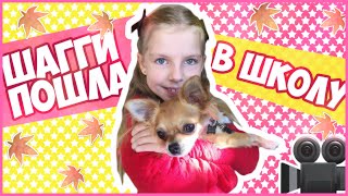 Чихуахуа ШАГГИ - Готовимся к выставке Чихуахуа ШАГГИ - Готовимся к выставке