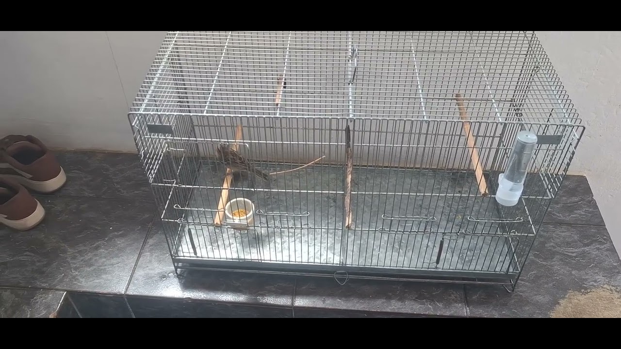 Temporada 2025 / O Auge do Tico tico Apollo , Vocalizando e Encartando seus 18 Filhotes ! 