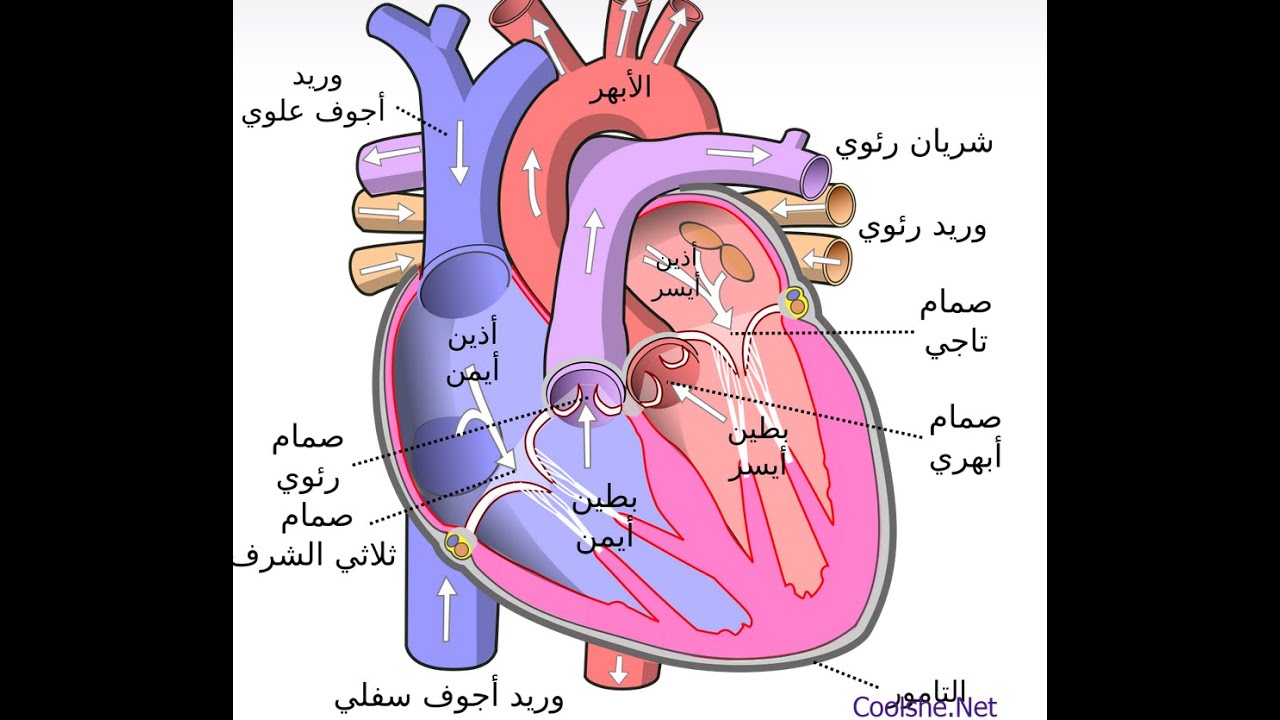 الدم الى بالاكسجين اولا يدخل الغني أين يدخل