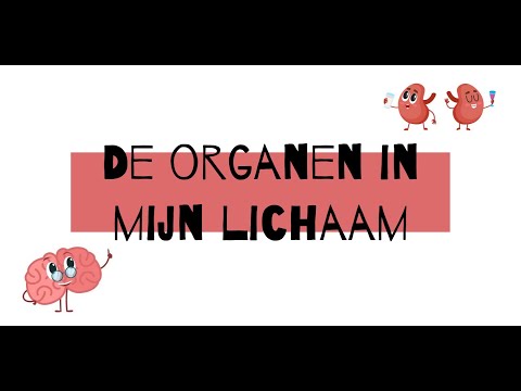 Video: Welke organen bevinden zich in het linker iliacale gebied?