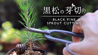 黒松の芽切り、ミニ盆栽の葉透かし【Bonsai diary 盆栽日記 5/21】初心者の簡単ミニ盆栽の作り方 やり方 BONSAI Black Pine 短葉法 EOS R5撮影