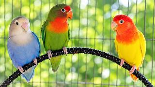 Seri Aviary Suara Burung Lovebird 10 Jam V1 - Rekaman Audio Langsung Berkualitas Tinggi