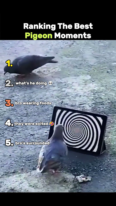 Ranking The Best Pigeons Moments