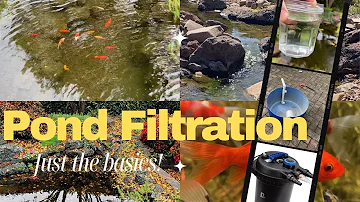 Backyard pond filtration| The basics