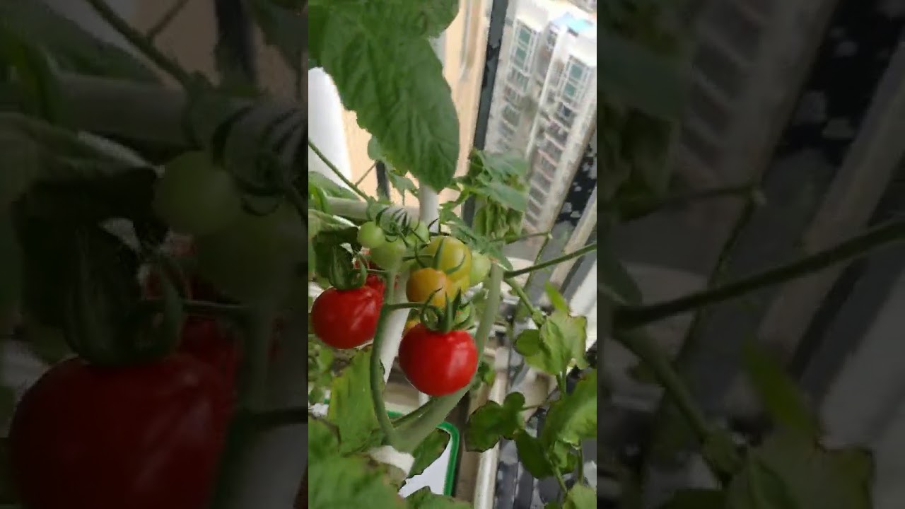 big smart indoor hydroponic tomato grow system
