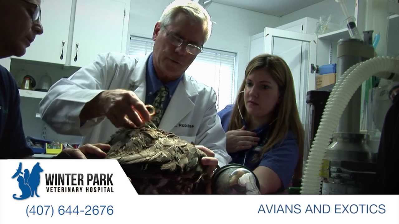 Avian & Exotics Care Winter Park Veterinary Hospital YouTube