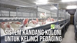 Sistem kandang koloni untuk kelinci pedaging  IIK