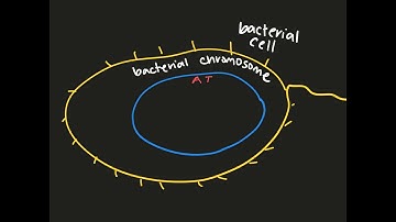 BIO 336 Week 3 DNA sequencing Methodologies