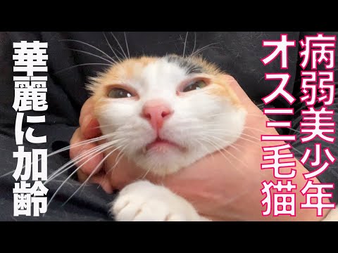 悲報】病弱美少年オス三毛猫、おっさんになる My male-calico