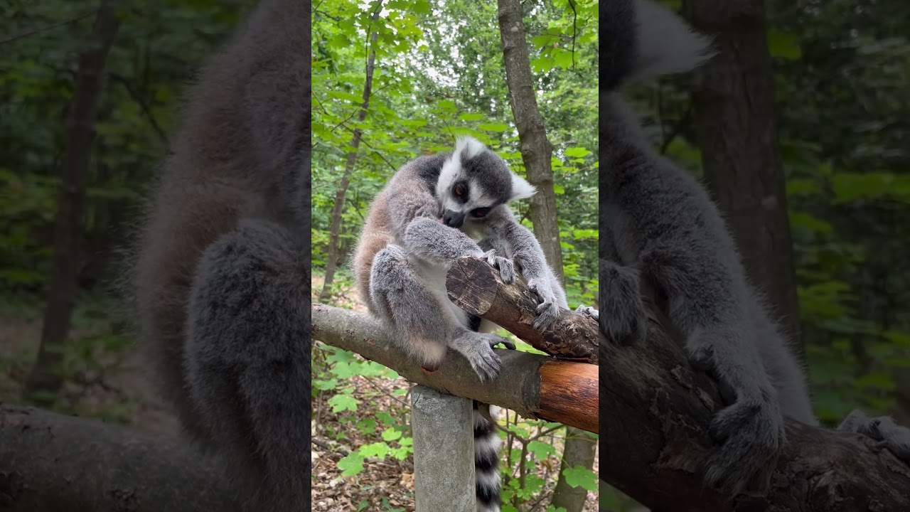 Affenwald Straußberg 