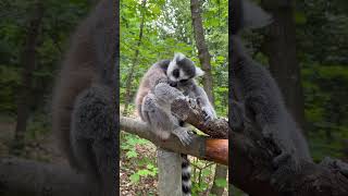 Affenwald Straußberg Üringen