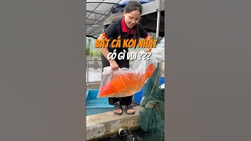 Bắt cá Koi Nhật một cảm giác thật yomost #cakoi #koinhat #koi #cakoidep #japanesekoifish