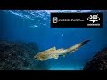 insta360 one x underwater 360° video - Snorkel Julian Rocks Byron Bay