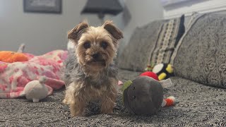 Rylie Rejected Every Toy 😂… Only Winnie Would Do 🥹🍯🐾 #yorkie #cutedog #doglife #sillydog #doglover
