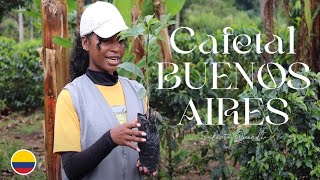 CAFETAL BUENOS AIRES | EJE CAFETERO | COLOMBIA