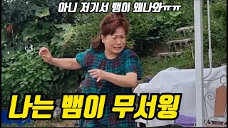 시골집에..배앰이 나왔어요.. (아빠 엄마 참리액션ㅋㅋ)