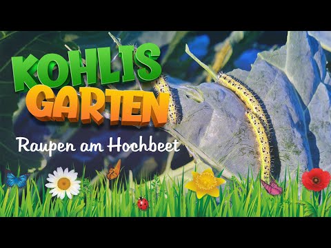 Kohlweißling Raupen erobern mein Hochbeet (September 2024)