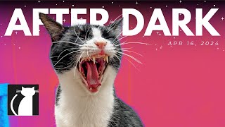 The Cattery AFTER DARK! Apr 16 | Robbie cohost