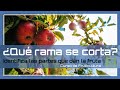 🍏 Cómo PODAR correctamente un manzano 🌳 Trucos para tener FRUTAS GRANDES y sabrosas | LdN