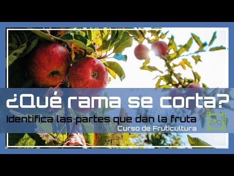 Video: Cómo podar los manzanos en otoño: consejos de jardineros experimentados