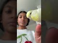 Guess who decided to perch on the phone… #birds #viral #budgie #parakeet #trending