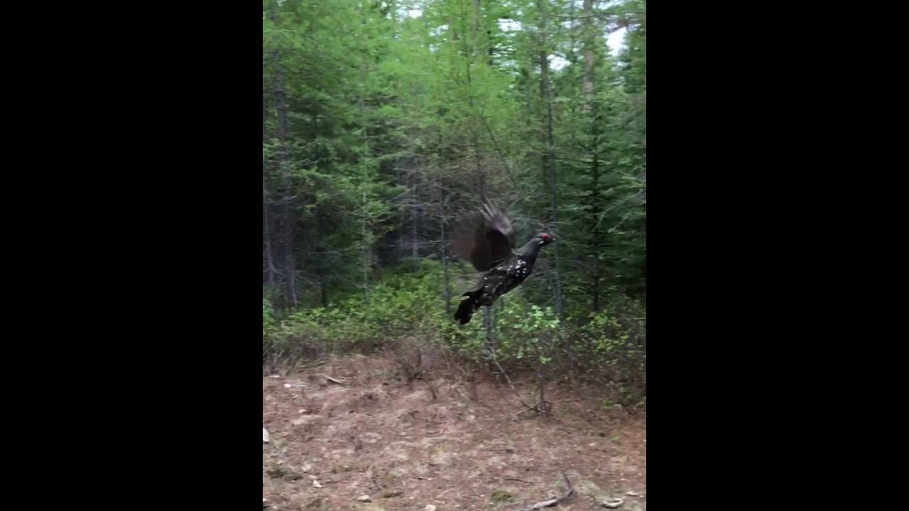 Male Spruce Grouse Wing Clap Display in Slow Motion 