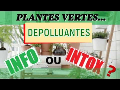 Vidéo: Plantes de dortoir - Comment choisir des plantes pour la décoration de votre dortoir